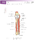 Sobotta Atlas of Human Anatomy  Head,Neck,Upper Limb Volume1 2006, page 199